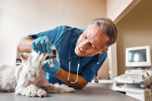 Best Emergency Dentist for Knocked-Out Tooth in Mcadenville, NC